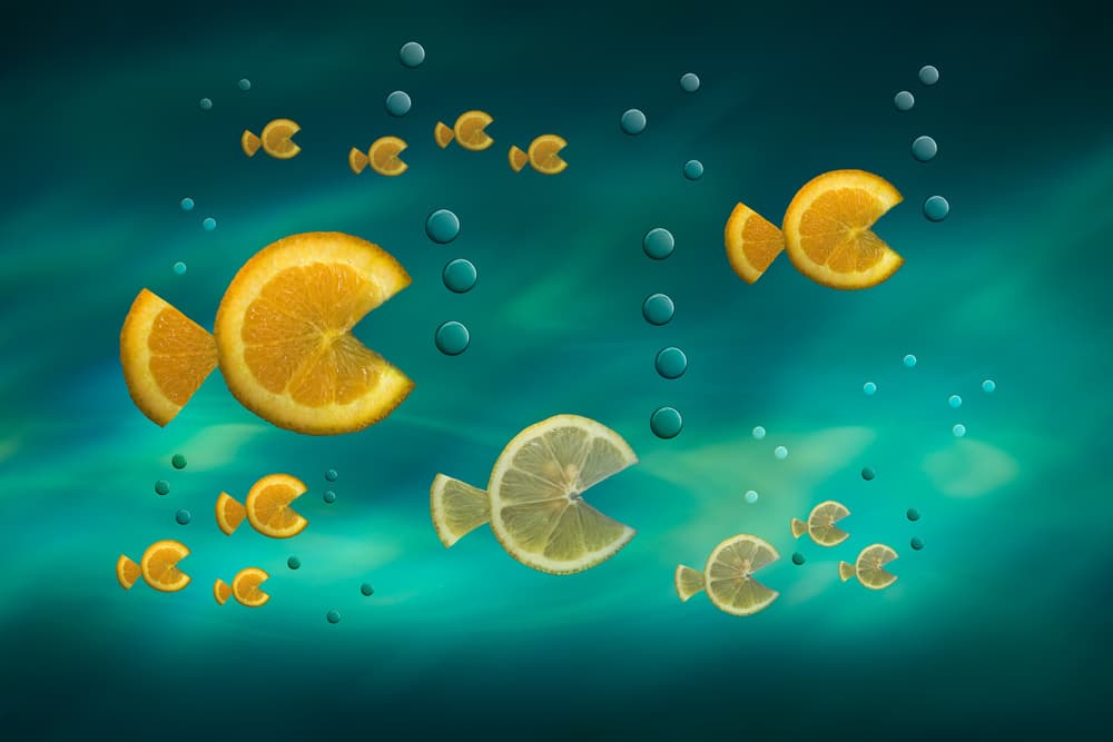 Citrus Fish Underwater by Jacqueline Hammer — canvas wall art