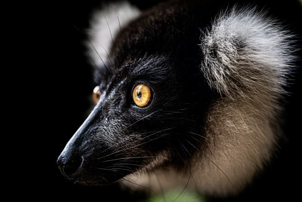 Lemur's Golden Gaze by Serge Melesan — canvas wall art