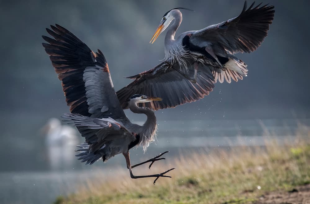 Herons Mid Air Battle by David H Yang — canvas wall art