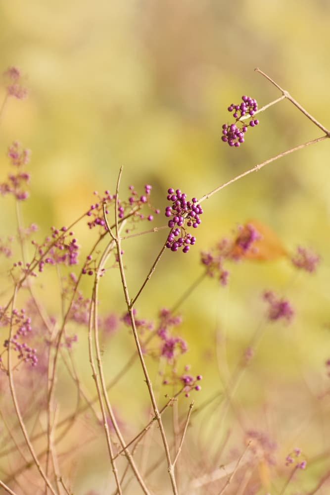 Soft Purple Berries Bokeh by Ludmila Shumilova — canvas wall art