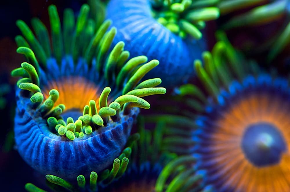 Vibrant Coral Polyps by Santiago Pascual Buye — canvas wall art