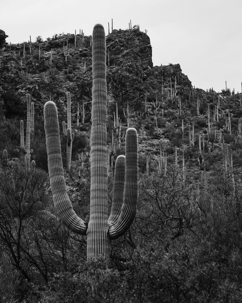 Grand Saguaro Desert by Del Mundo Imagery — canvas wall art