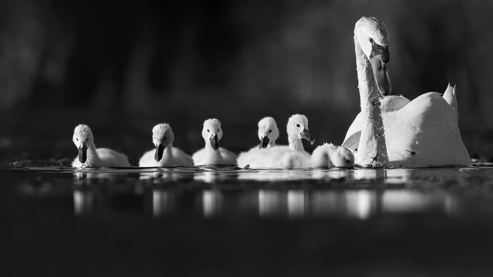 Graceful Swan Family by Jennifer Lu — canvas wall art
