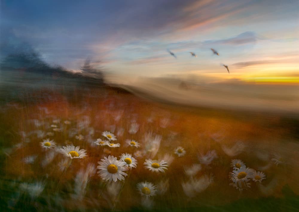 Dreamy Daisy Sunset by Shenshen Dou — canvas wall art