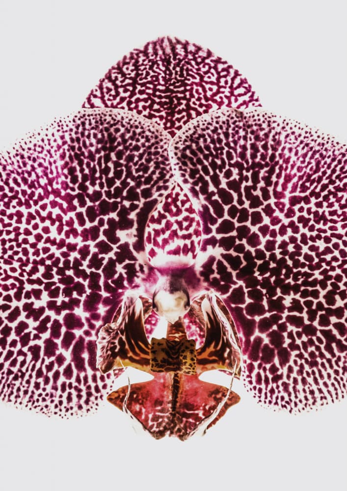 Petal Symmetry Burst by Shot by Clint — canvas wall art