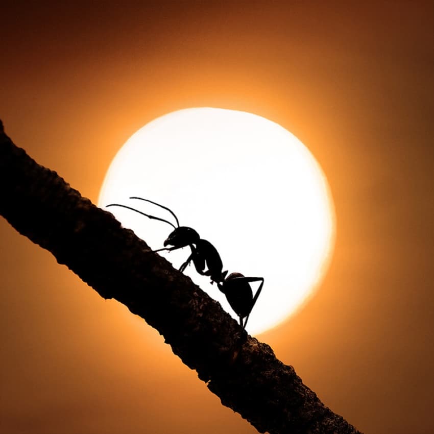 Ant's Golden Ascent by Hilde Ghesquiere — canvas wall art