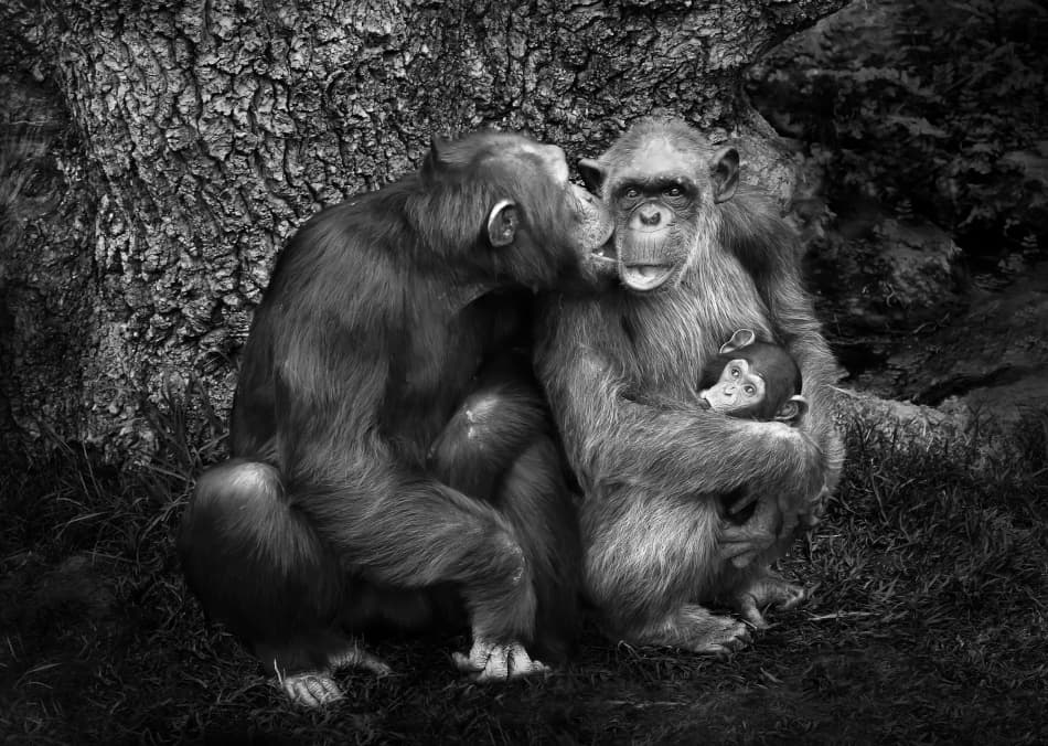 Chimpanzee Family Bond by Juan Luis Duran — canvas wall art