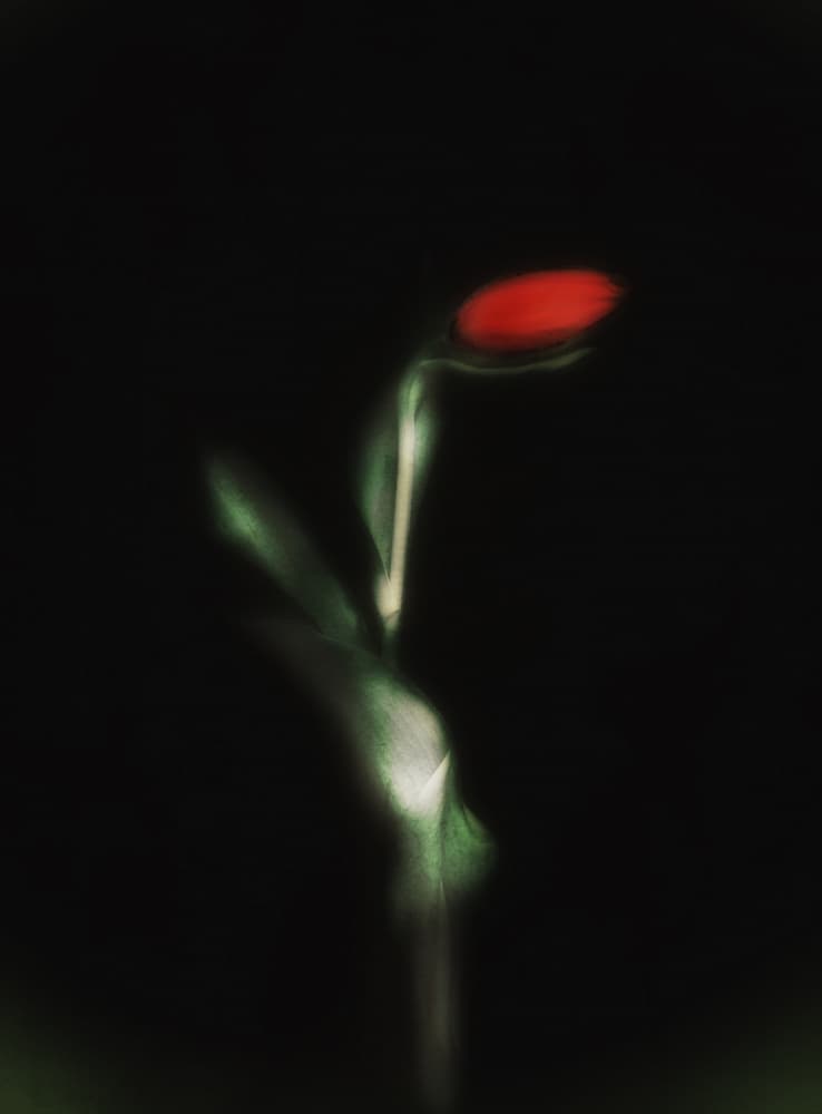 Glowing Red Tulip by Ludmila Shumilova — canvas wall art