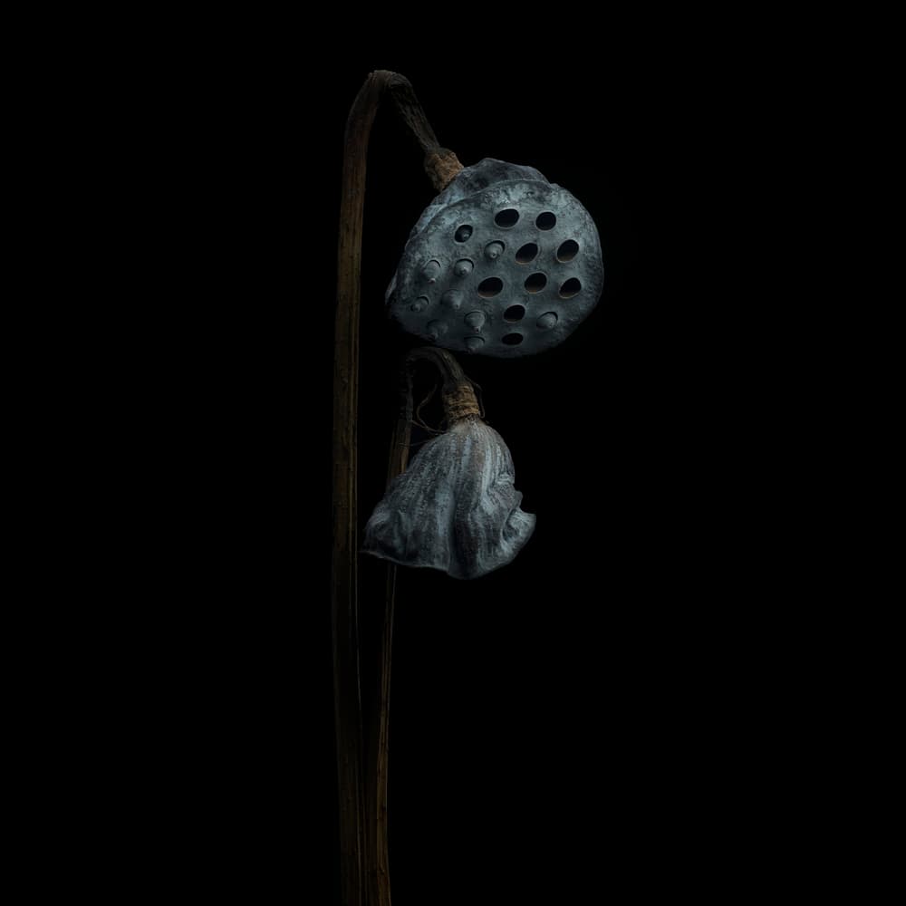 Dark Lotus Still Life by Lotte Grønkjær — canvas wall art
