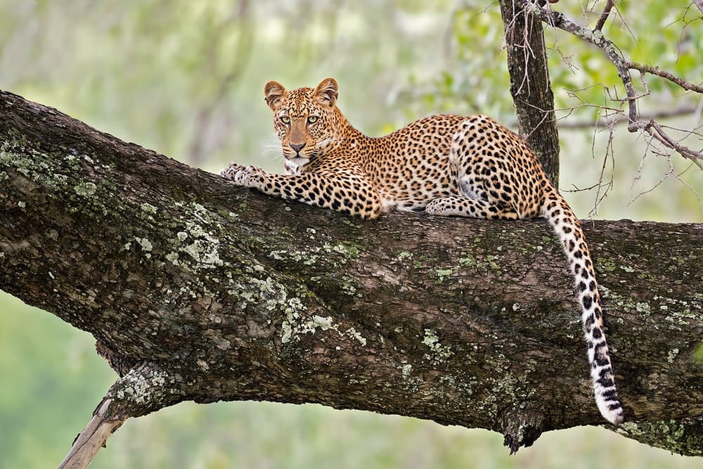Wild African Leopard by Marco Pozzi — canvas wall art