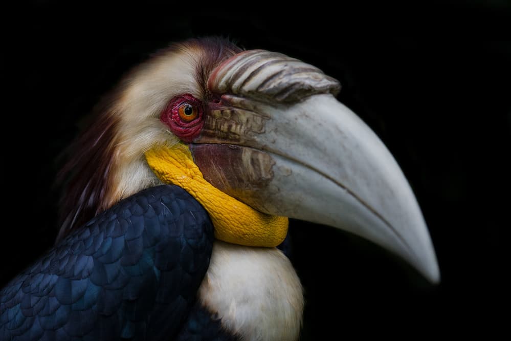 Exotic Hornbill Portrait by C.S. Tjandra — canvas wall art