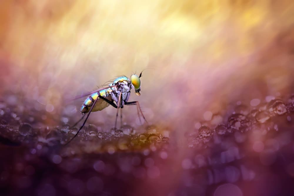 Magical Iridescent Fly by Fauzan Maududdin — canvas wall art