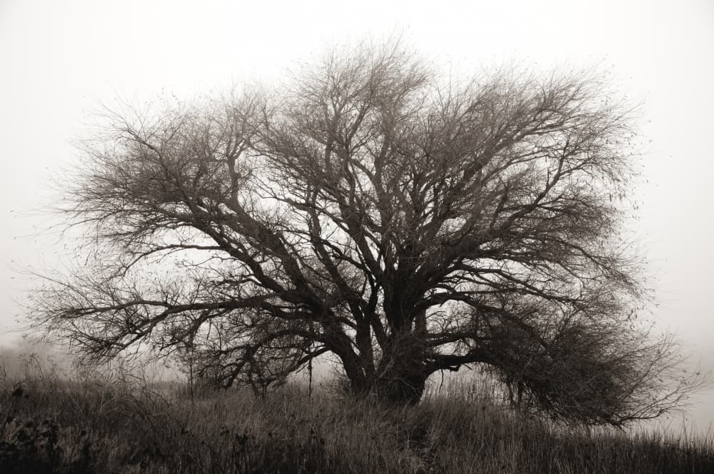 Misty Winter Tree by Crystal Lynn Collins — canvas wall art