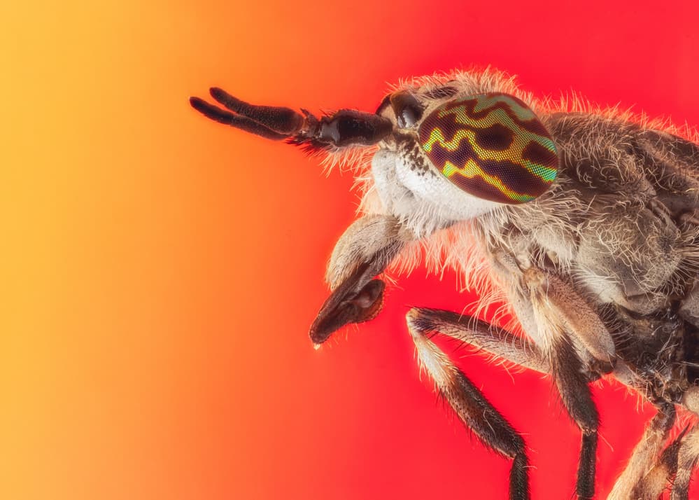 Vibrant Fly Eye by Faisal ALnomas — canvas wall art