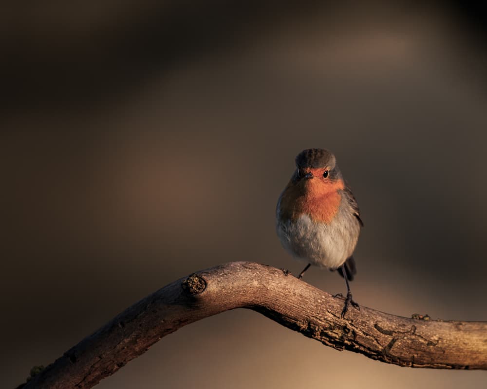 Charming Robin On Branch by Magnus Renmyr — canvas wall art