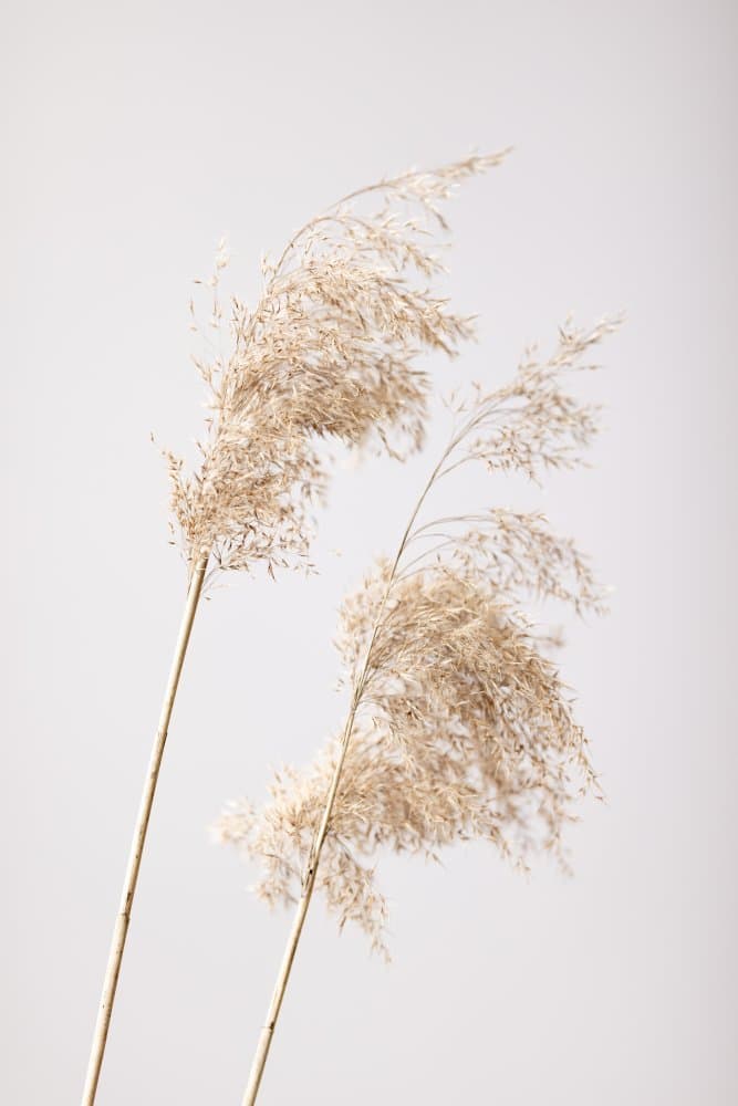 Soft Pampas Plumes by Pictufy Studio III — canvas wall art
