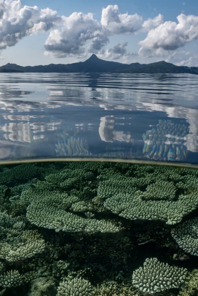 Tropical Coral Reflection by Serge Melesan — canvas wall art