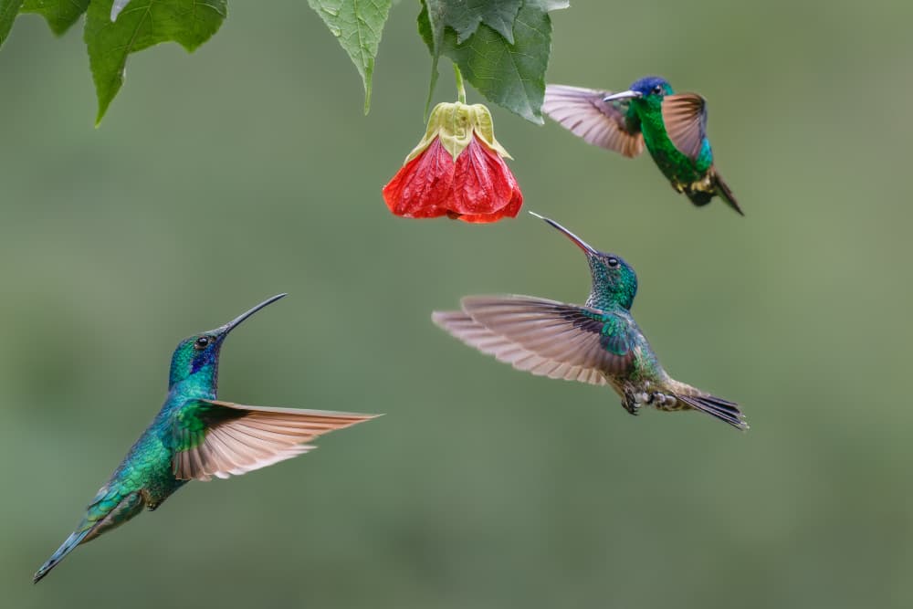 Hummingbirds at Red Blossom by Rajat Dhesi — canvas wall art