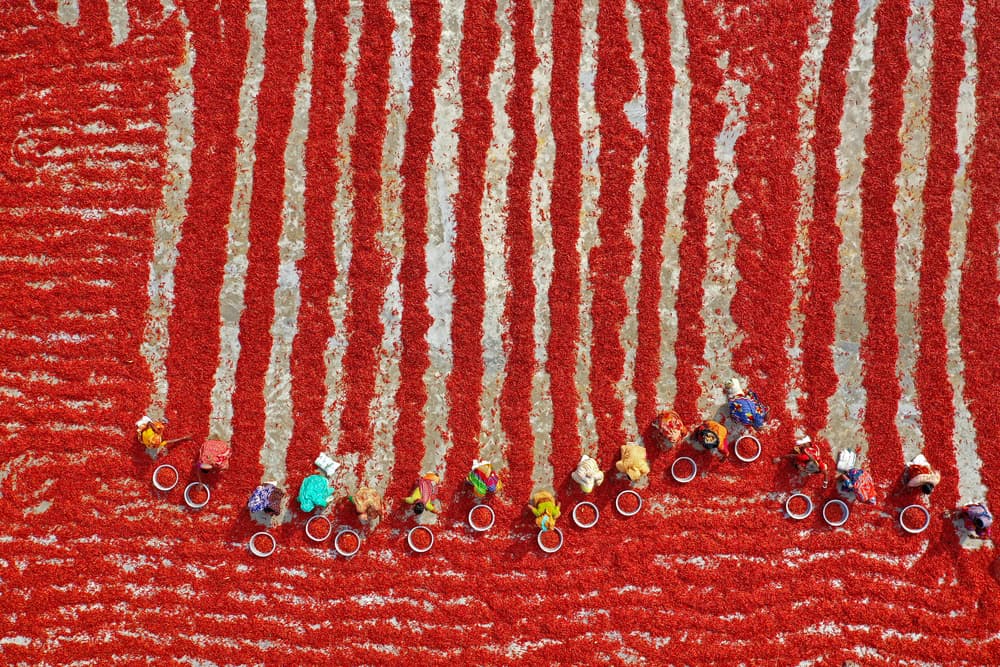 Red Chili Harvest by Azim Khan Ronnie — canvas wall art