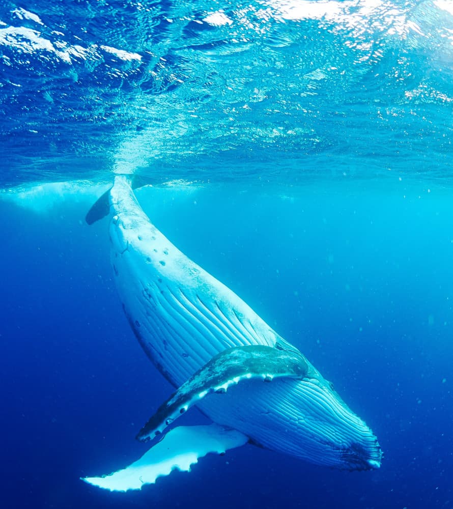 Majestic Humpback Whale by KIMIO KOBAYASHI — canvas wall art