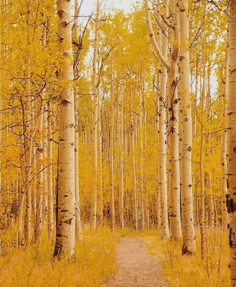 Golden Aspen Forest by Del Mundo Imagery — canvas wall art