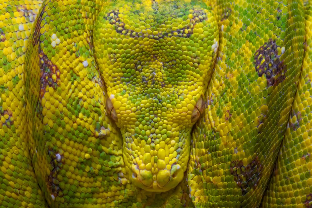 Vibrant Green Scales by Gunarto Song — canvas wall art