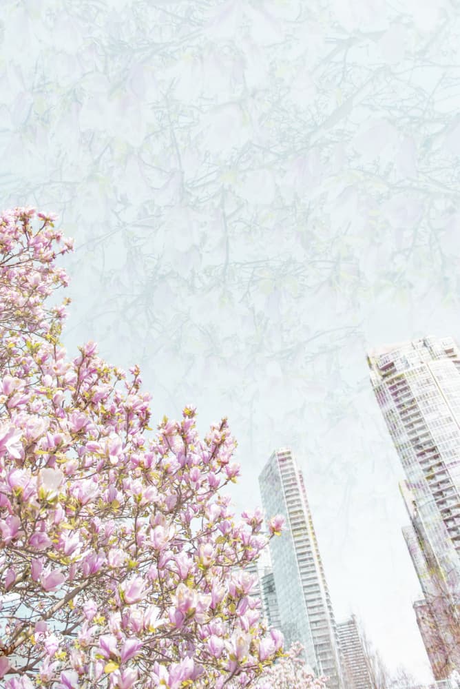 Dreamy Magnolia City by Lynann Colligan — canvas wall art