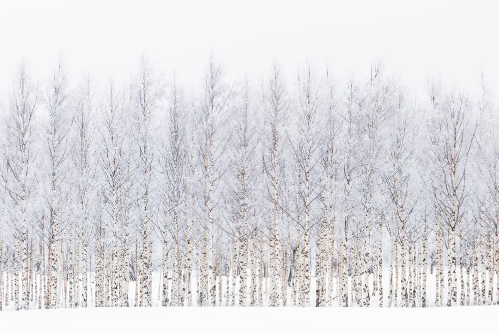 Frosted Birch Trees by EMELIEmaria — canvas wall art