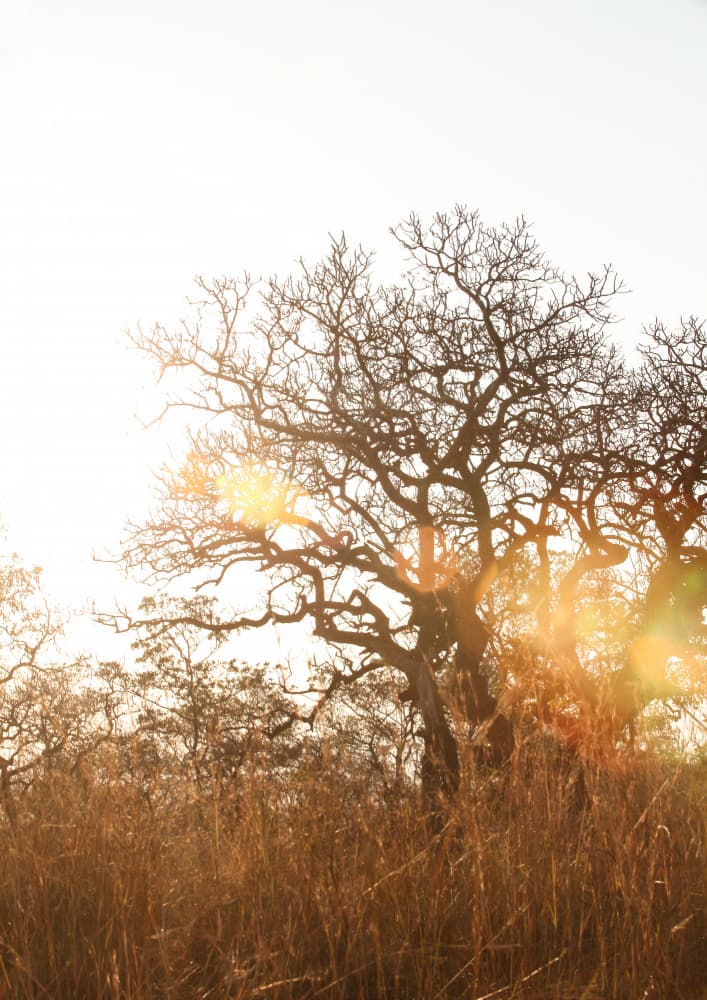 Sunlit Silhouette by Shot by Clint — canvas wall art
