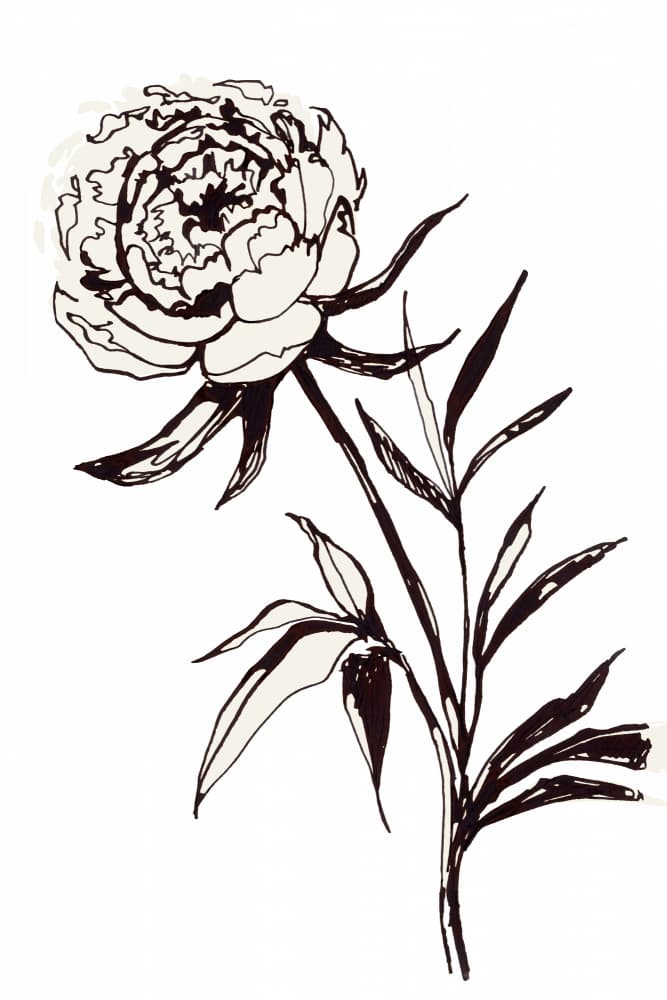 Elegant Peony Bloom by Rosana Laiz Blursbyai — canvas wall art