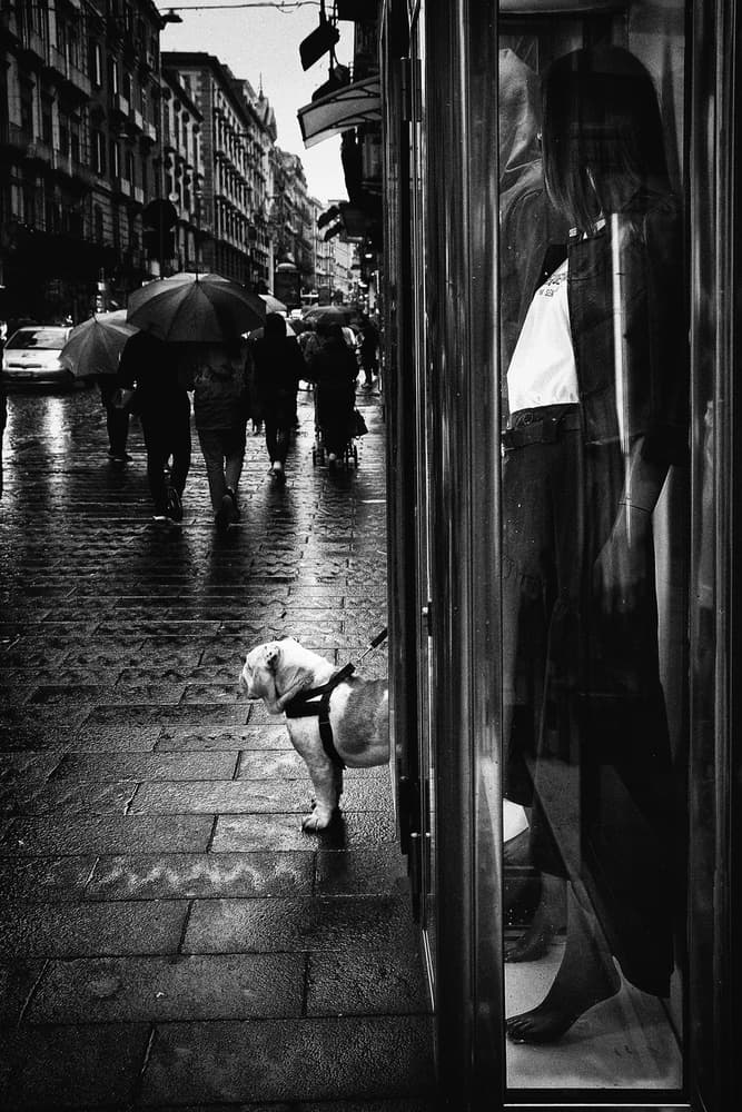 Bulldog In The Rain by Antonio Grambone — canvas wall art