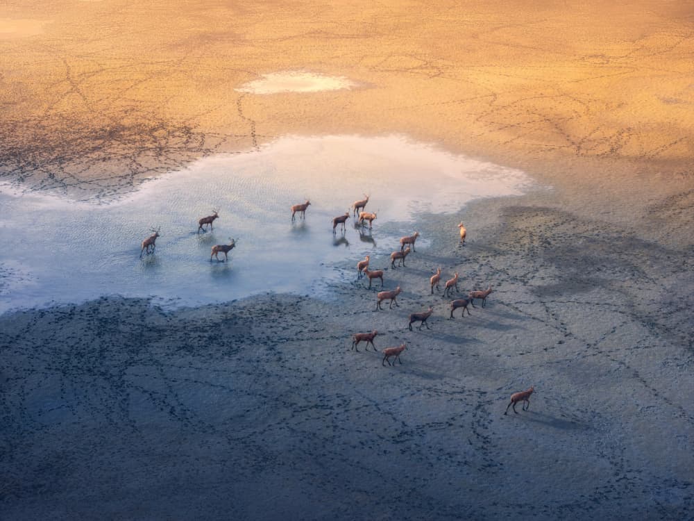 African Antelope Waterhole by NingYun Ye — canvas wall art