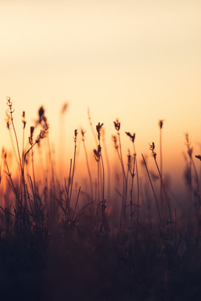 Golden Hour Grass by Javier Pardina — canvas wall art