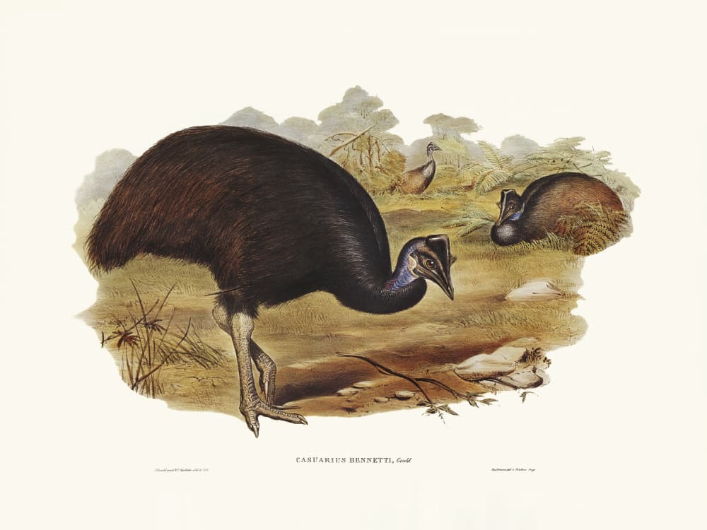 Bennett's Cassowary by Elizabeth and John Gould — canvas wall art