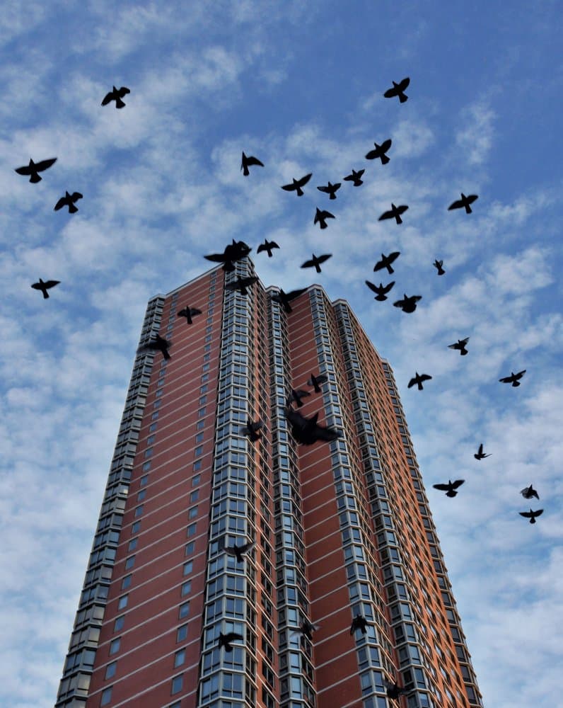 Birds Soaring Upward by Arnon Orbach — canvas wall art