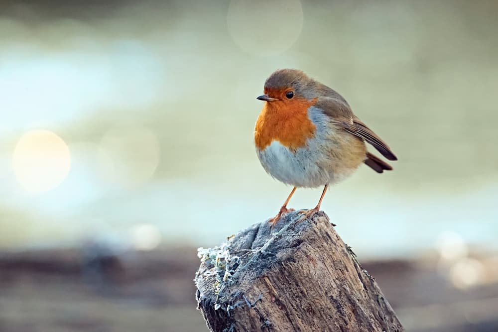 Sweet Robin Perched by Stuart Williams — canvas wall art