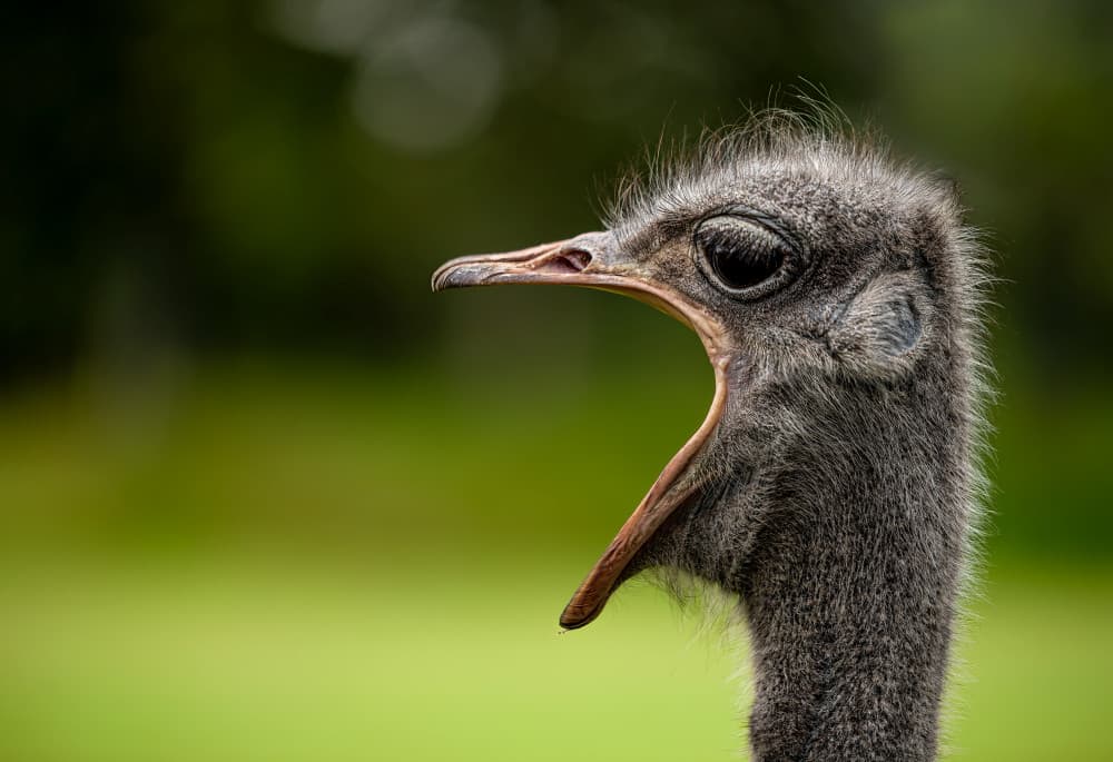 Curious Ostrich Open Beak by Srecko Jubic — canvas wall art