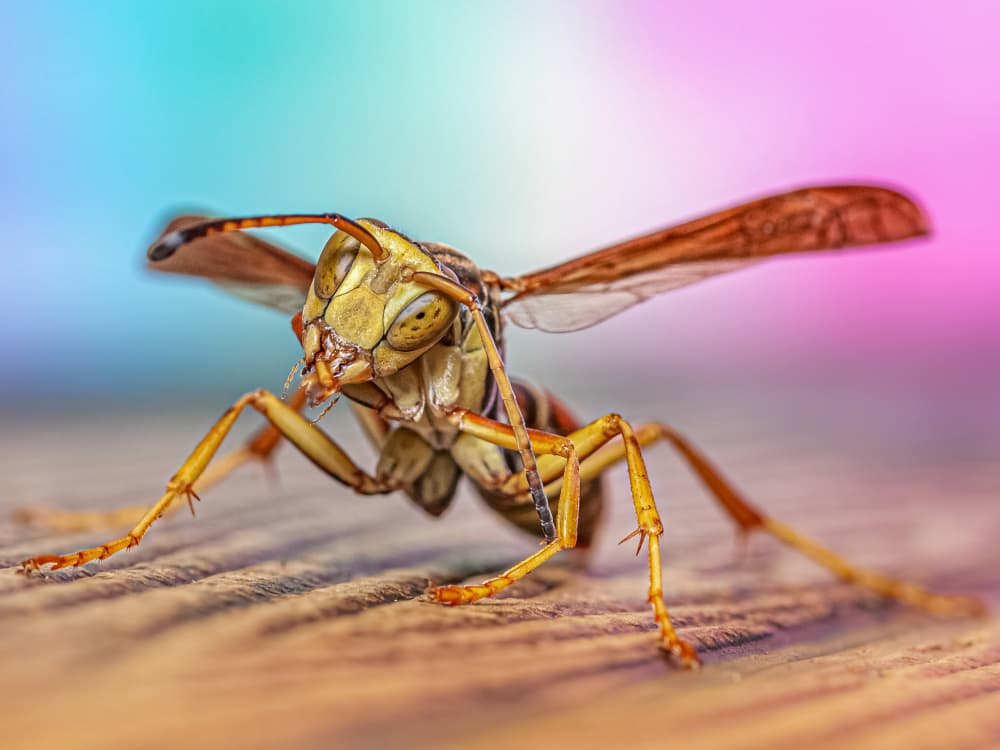Vivid Wasp Close-Up by Atul Saluja — canvas wall art