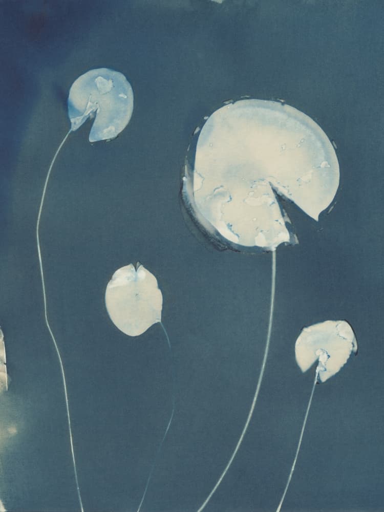 Blue Water Lilies by Chickweeds Studio — canvas wall art