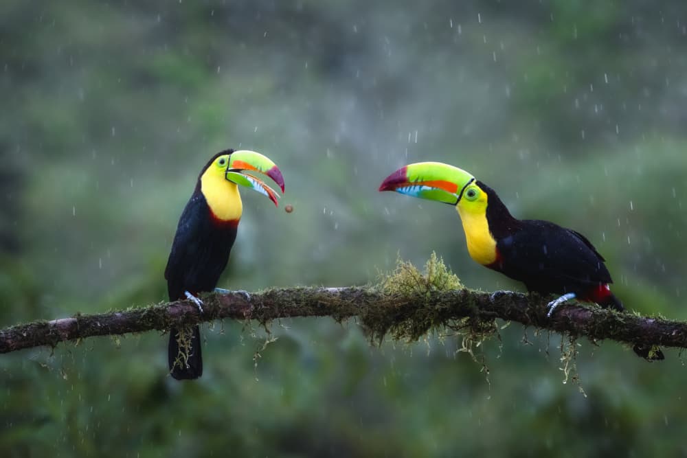 Vibrant Toucans in Rain by Ti Wang — canvas wall art