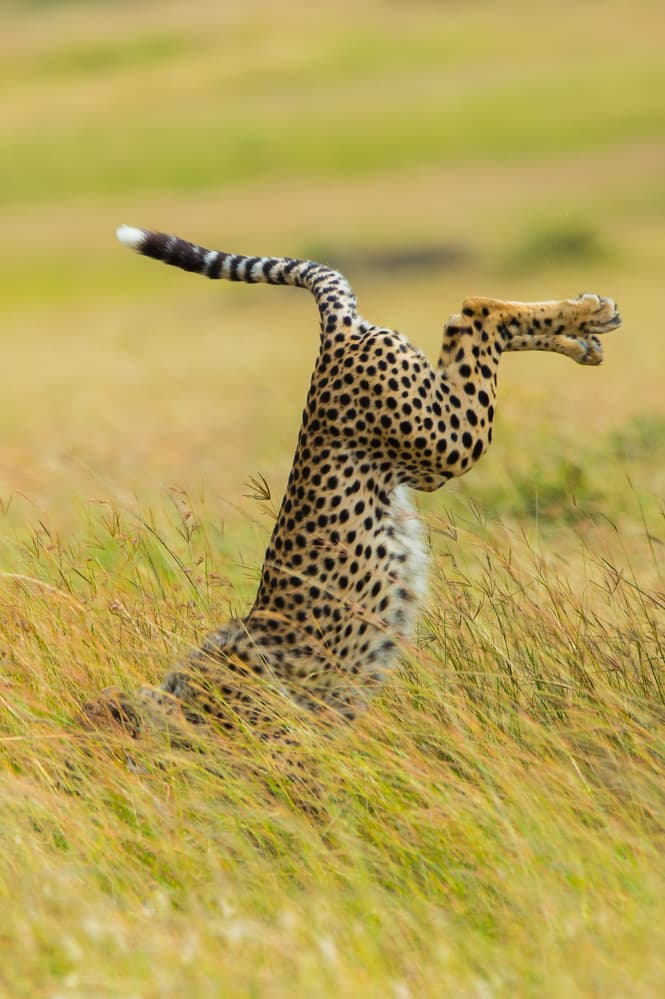 Wild Cheetah's Powerful Leap by Mohammed Alnaser — canvas wall art