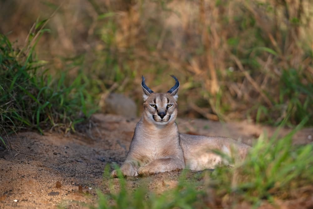 Wild Caracal Gaze by Marco Pozzi — canvas wall art