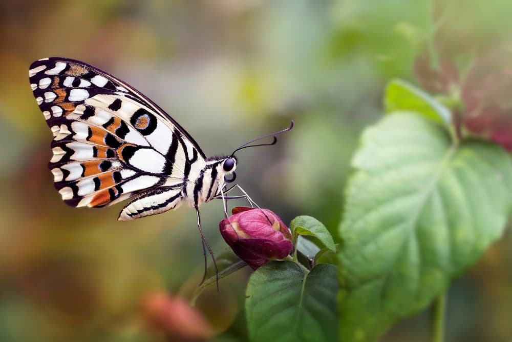 Vibrant Butterfly on Bud by Fauzan Maududdin — canvas wall art
