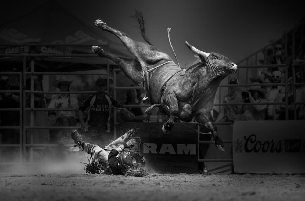 Bucking Bull Action by Leeian Dai — canvas wall art