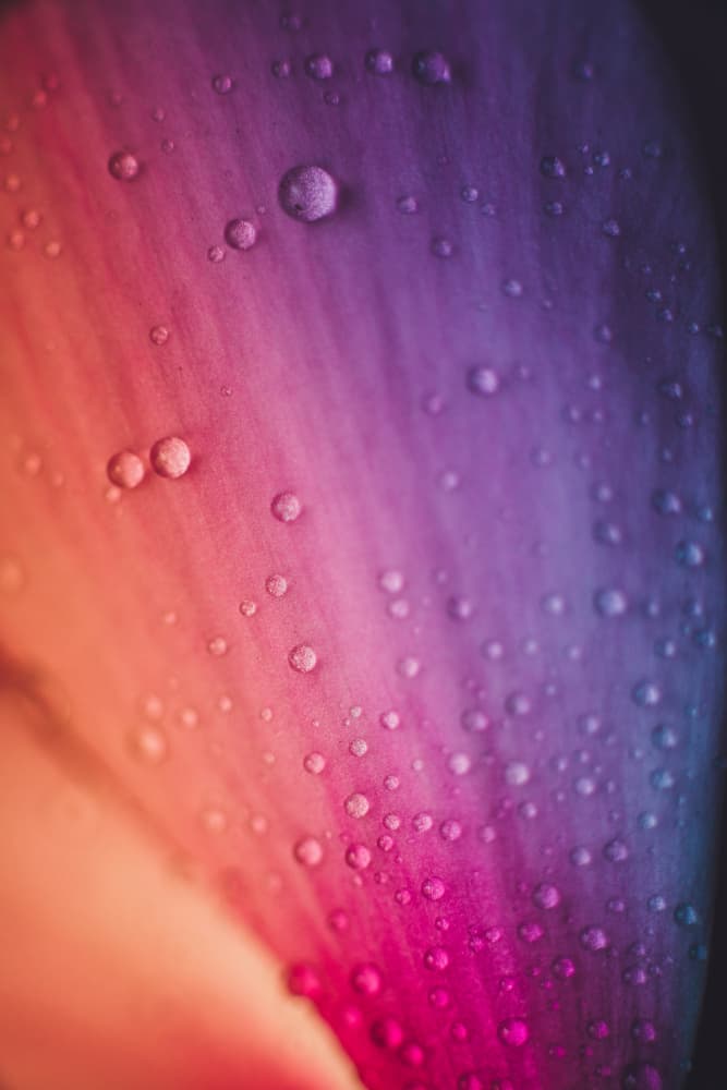 Colorful Petal Drops by Javier Pardina — canvas wall art