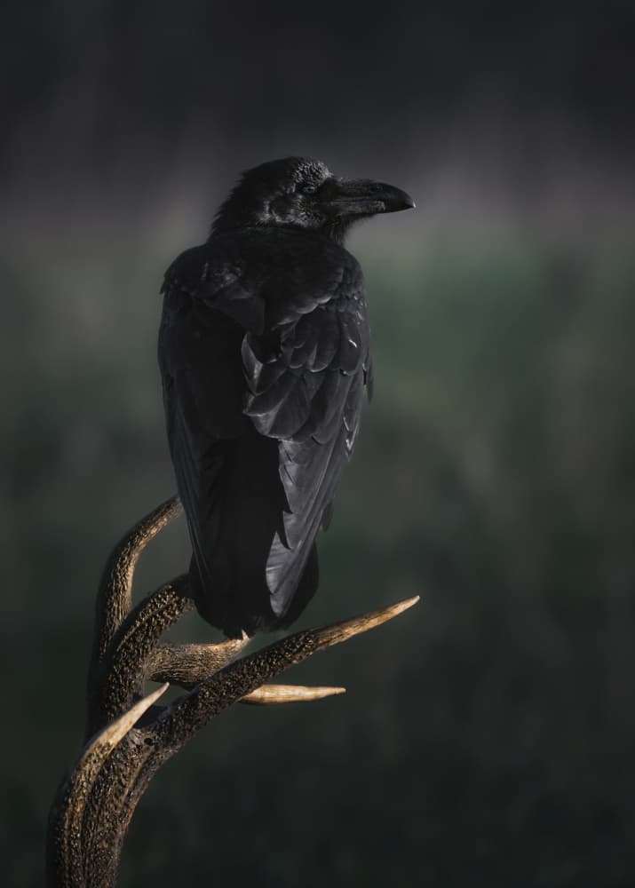 Dark Raven on Antler by Olga Rudchenko — canvas wall art