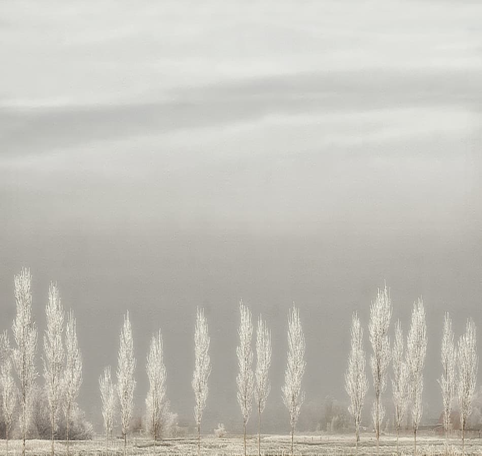 Frosted Winter Trees by Yvette Depaepe — canvas wall art