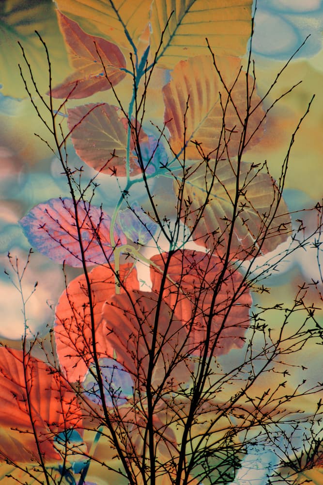 Dreamy Autumn Branches by Christina Sillen — canvas wall art