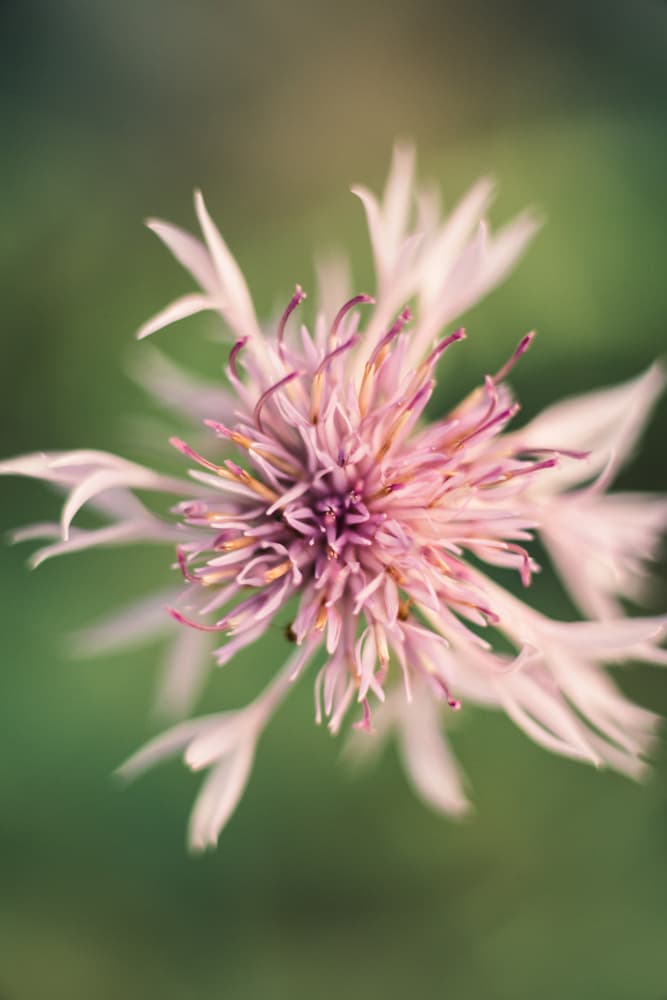 Delicate Pink Bloom by Javier Pardina — canvas wall art