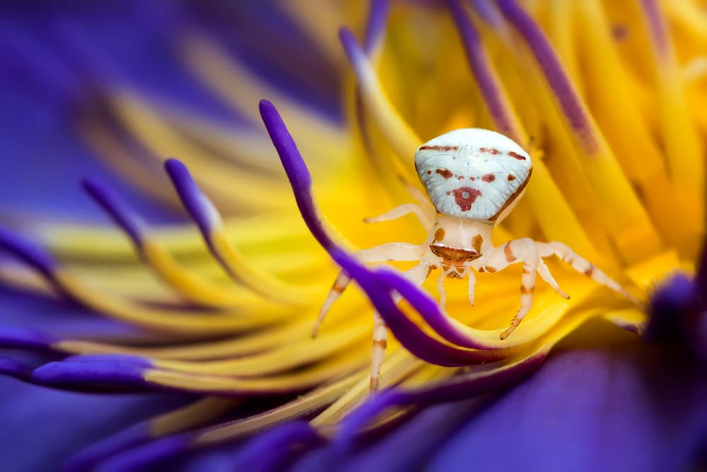 Vibrant Spider on Lotus by Fauzan Maududdin — canvas wall art